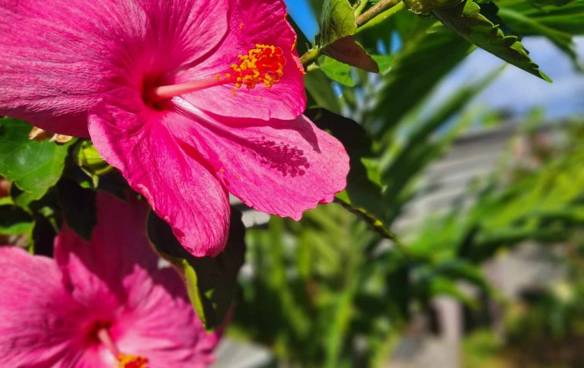 Location de vacances - Bungalow - Mobilhome à L'Étang-Salé - JARDIN ORNE D'HIBISCUS