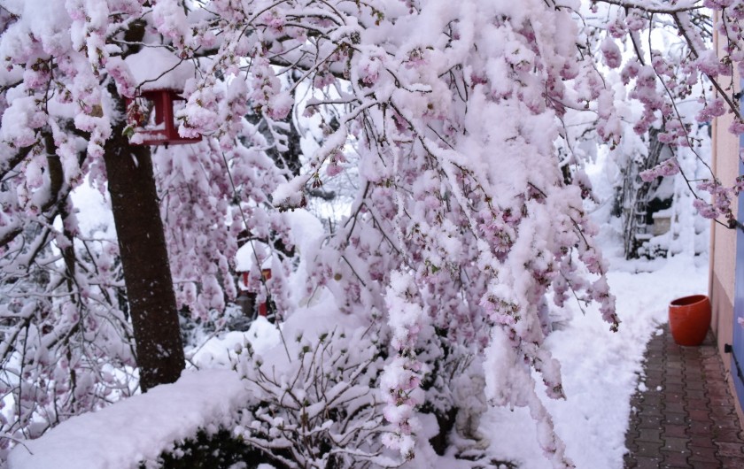 Location de vacances - Villa à Pierre-Châtel - Retour de la neige après floraison des cerisiers Japonais