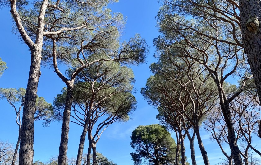 Location de vacances - Maison - Villa à Pézenas