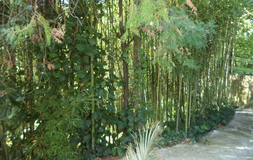 uen partie du jardin : la bambouseraie