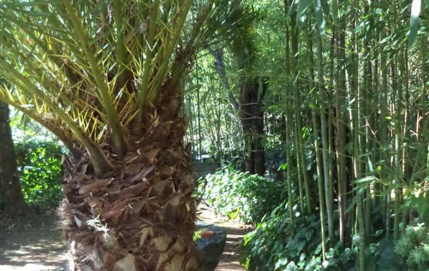 Location de vacances - Villa à Mandelieu-la-Napoule - une autre partie du jardin