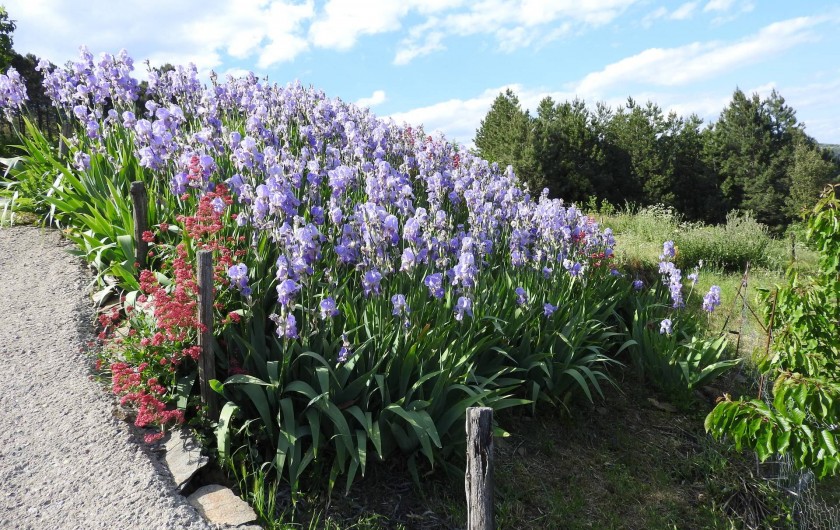 Location de vacances - Gîte à Malbosc - partére d' iris de printemps