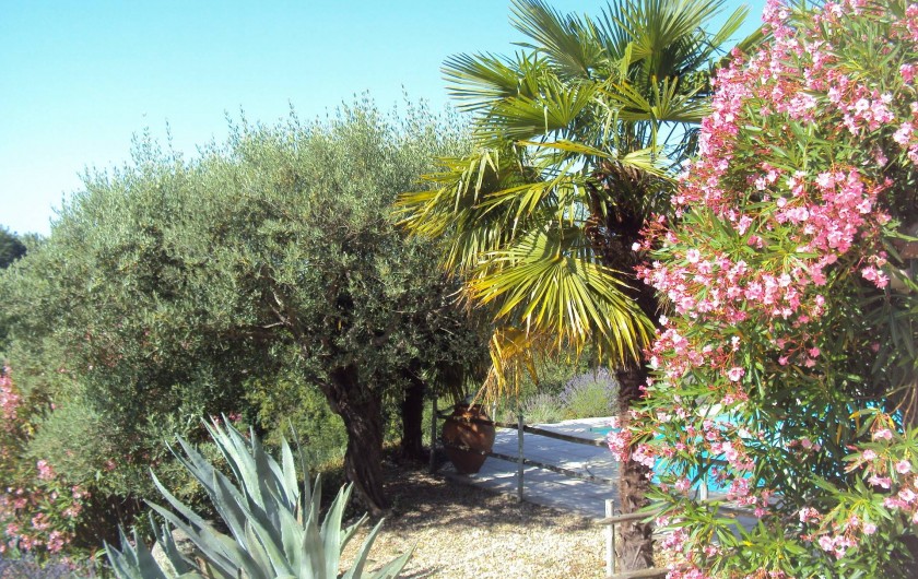 Location de vacances - Gîte à Chassiers - La  piscine et la végétation méditerranéenne