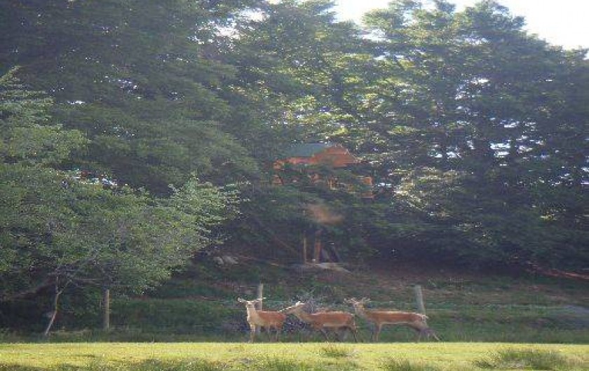 Location de vacances - Cabane dans les arbres à Paulhac-en-Margeride