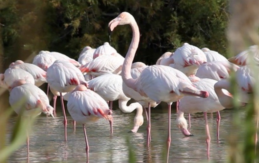 Location de vacances - Gîte à Arles - Le flamant rose oiseau emblématique de Camargue