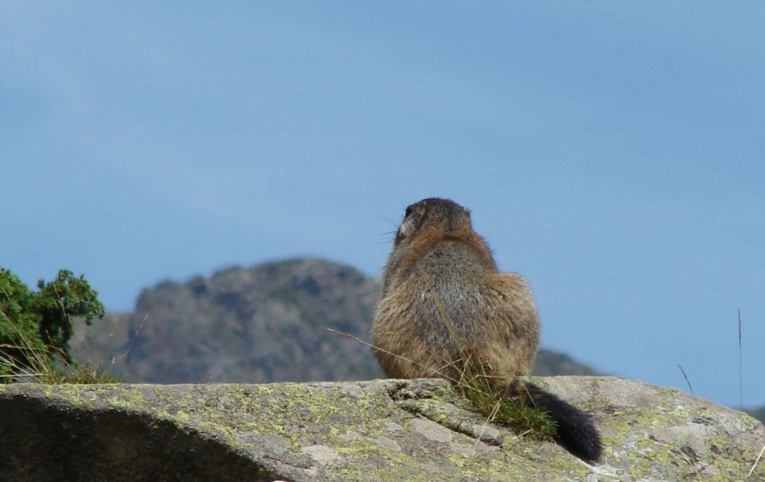 Location de vacances - Chalet à Les Deux Alpes - Une marmotte songeuse...