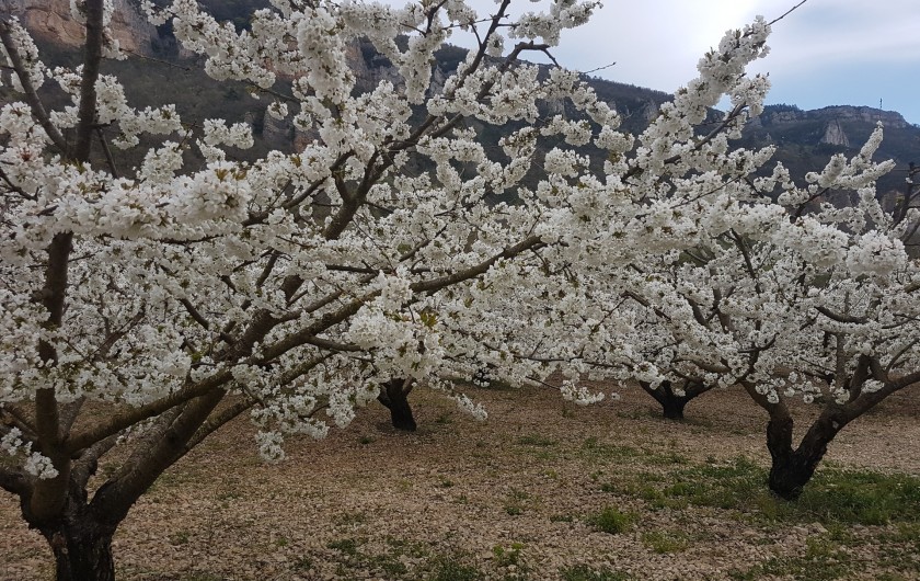 Location de vacances - Gîte à La Cresse - Le temps des cerisiers en fleurs