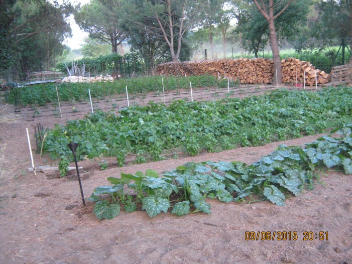 Location de vacances - Gîte à Vidauban - Les légumes du potager