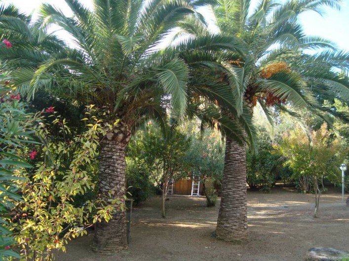 Location de vacances - Villa à Saint-Florent - jardin