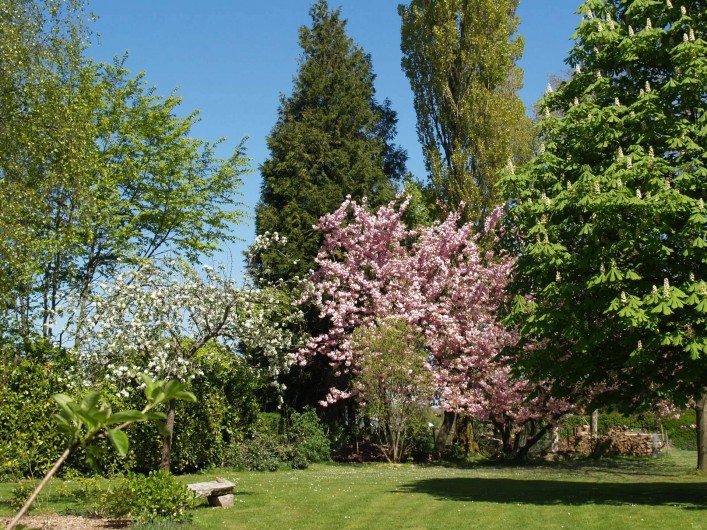 Location de vacances - Chambre d'hôtes à Bois-Guilbert - côté est du parc avec un prunus en fleurs