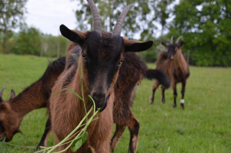 Location de vacances - Chambre d'hôtes à Bois-Guilbert - Ecopaturage grâce à nos 3 chèvres 