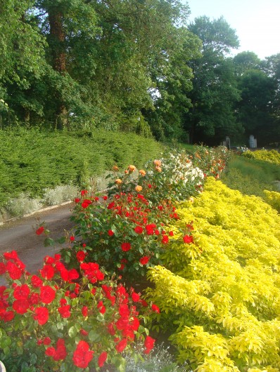 Location de vacances - Gîte à Arromanches-les-Bains - rosiers