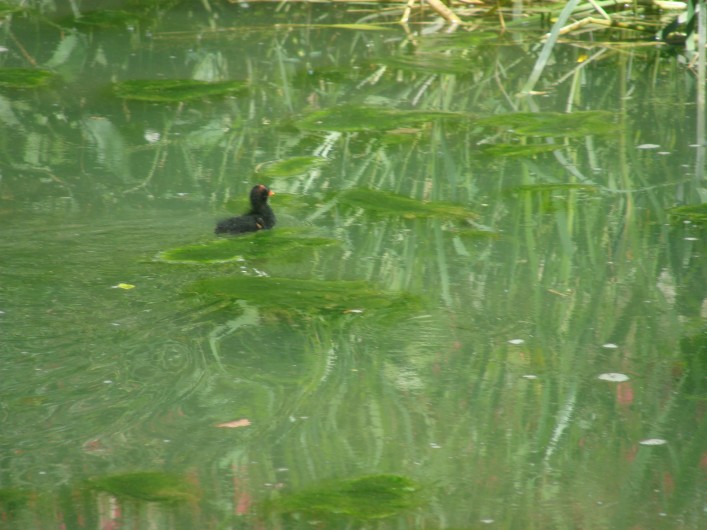 Location de vacances - Gîte à Arromanches-les-Bains - poule d'eau