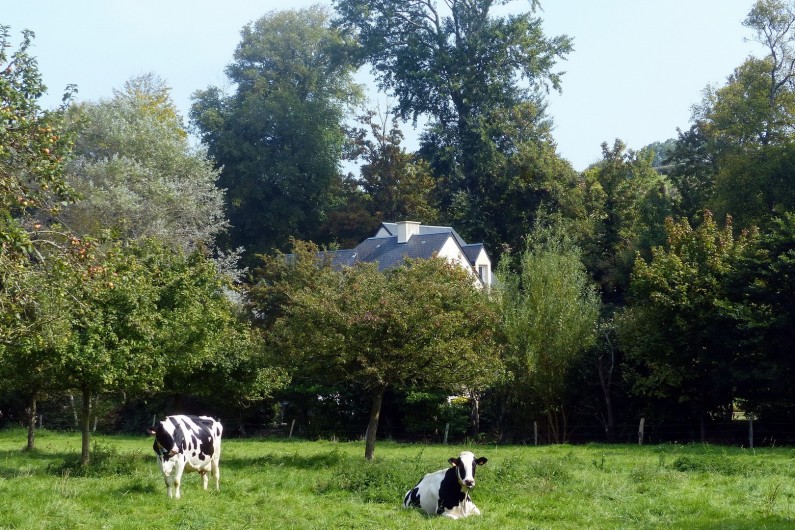 Location de vacances - Gîte à Arromanches-les-Bains - les vaches à côté de la maison