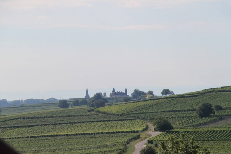 Location de vacances - Gîte à Pfaffenheim - Vue sur le vignoble et le château d'Isembourg