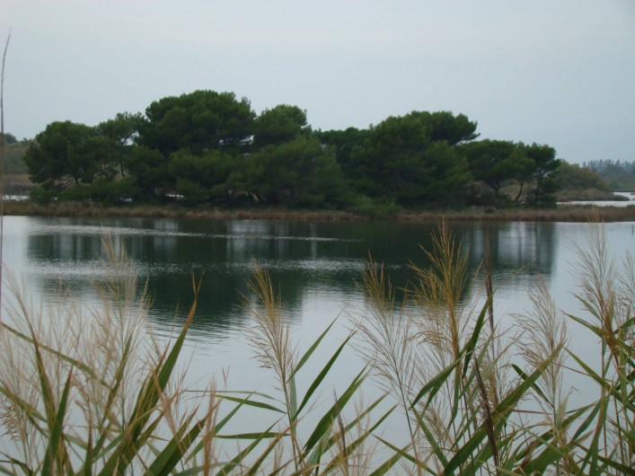 Location de vacances - Bungalow - Mobilhome à Saint-Aygulf - Pour les amateurs de pêche sur l'étang de Villepey (réserve naturelle)