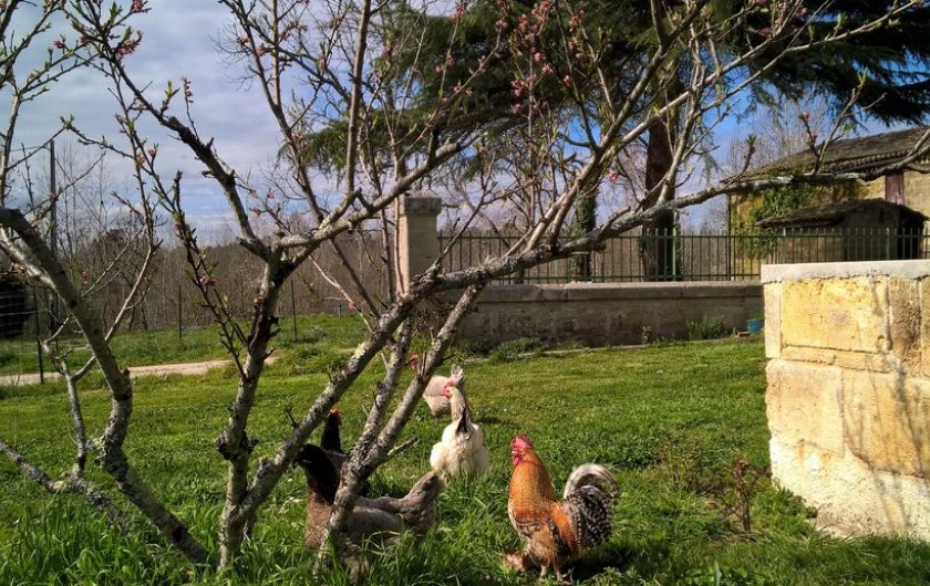 Location de vacances - Chambre d'hôtes à Laruscade - Les poules, pour les oeufs !