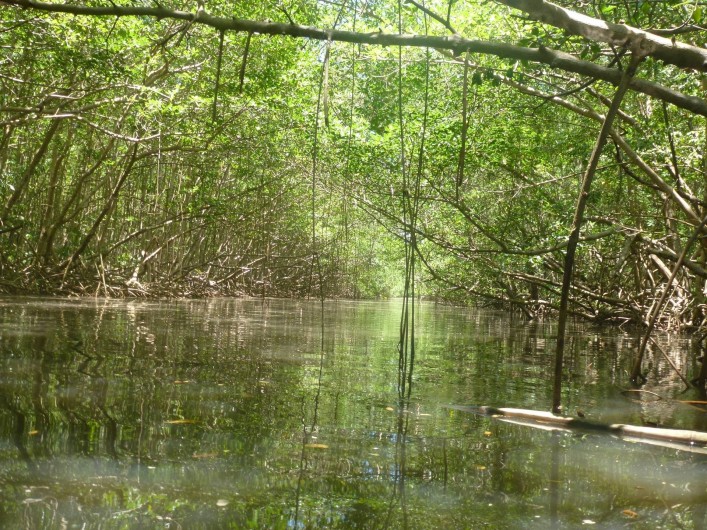 Location de vacances - Chambre d'hôtes à Sainte Rose - Ballade en kayak mangrove et rivière