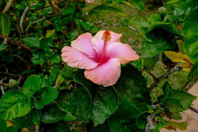 Location de vacances - Bungalow - Mobilhome à Sainte Rose