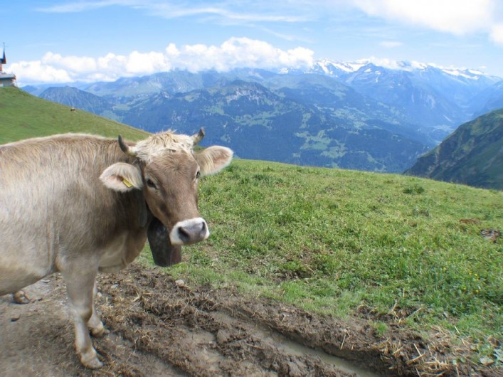 Location de vacances - Villa à Lungern - Vaches dans les alentours