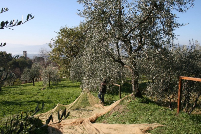 Location de vacances - Appartement à Reggello - Raccolte des olives au mois de novembre