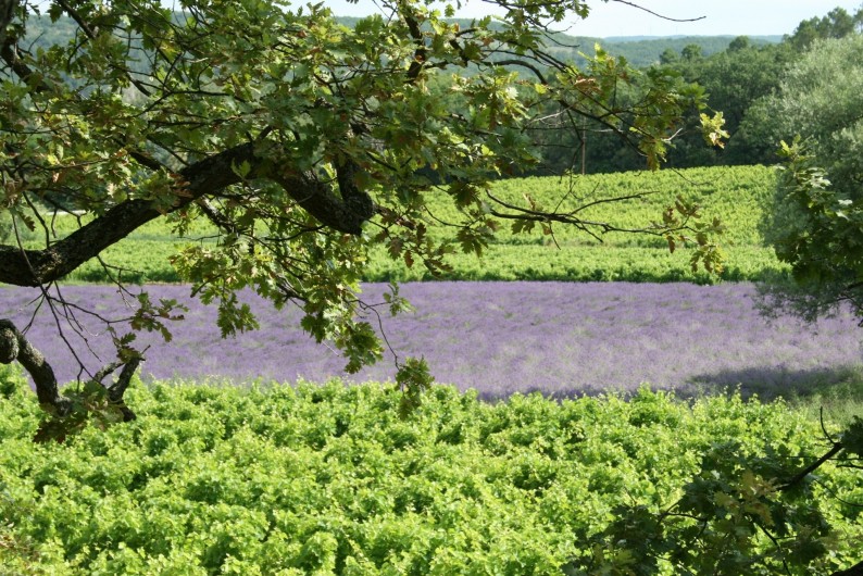 Location de vacances - Mas à Chantemerle-lès-Grignan - vignes et lavandes