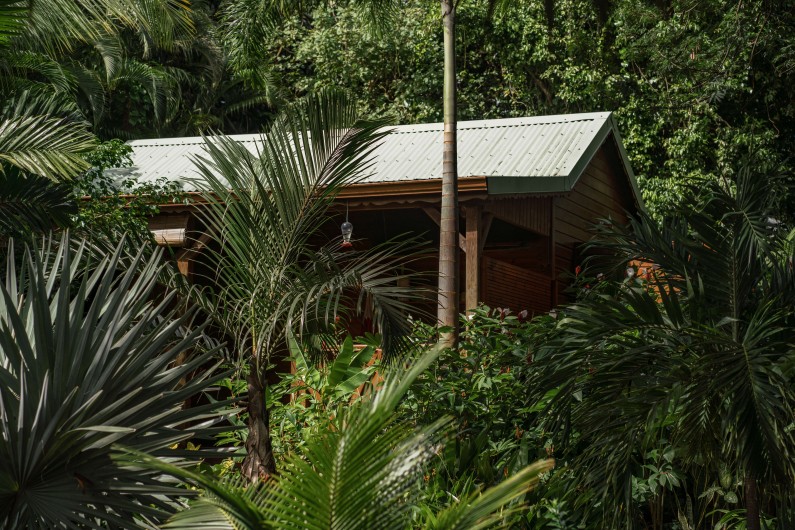Location de vacances - Cabane dans les arbres à Deshaies - Au cœur de la nature ... Bienvenue au jardin des colibris !