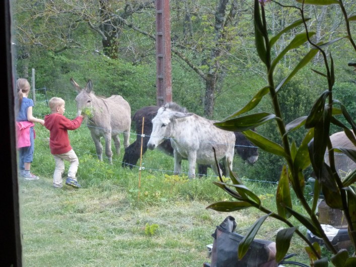 Location de vacances - Camping à Meyrueis - nous organisons des randos avec nos ânes:  journée ou plusieurs jours