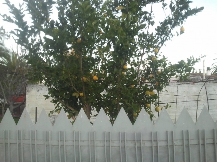 Location de vacances - Appartement à Empuriabrava - en face de l appartement  un citronier