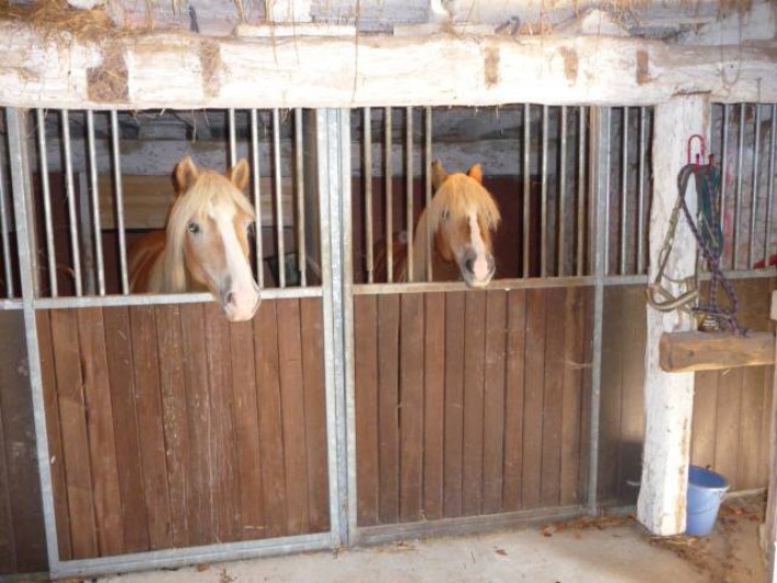 Location de vacances - Maison - Villa à Payrac - Les chevaux dans leurs boxes