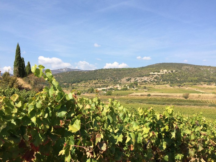 Location de vacances - Gîte à Montpeyroux - entouré de vignoble