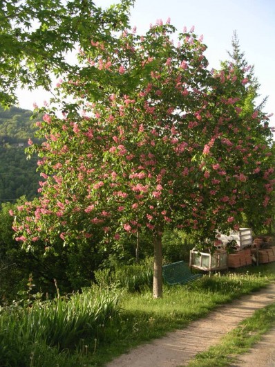 Location de vacances - Gîte à Saint-Victor-et-Melvieu - marronnier à fleurs roses devant le gîte