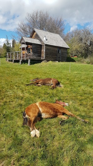 Location de vacances - Chalet à Saissac - sieste des poulains à côté de la cabane