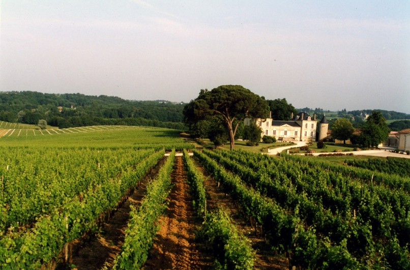 Location de vacances - Château - Manoir à Beychac-et-Caillau - Le vignoble autour du château