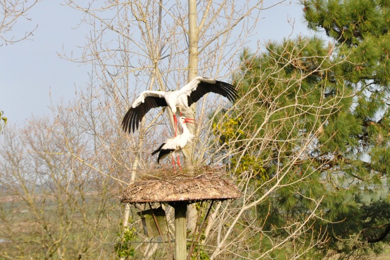 Location de vacances - Gîte à La Gripperie-Saint-Symphorien - Nid de cigognes sur la propriété