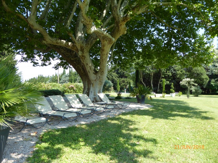 Location de vacances - Mas à Saint-Rémy-de-Provence - transats à l'ombre du platane
