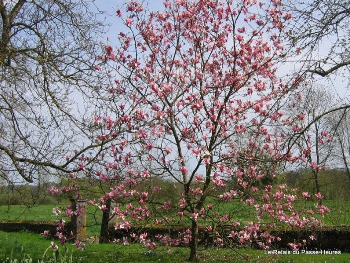 Location de vacances - Chambre d'hôtes à Cenans - Cette année, le magnolia est magnifique !