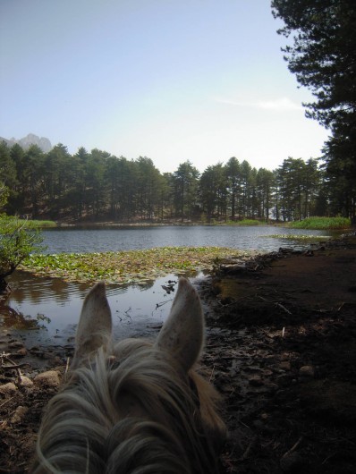 Location de vacances - Chalet à Orto - randonnée à dos d'âne, poney, cheval