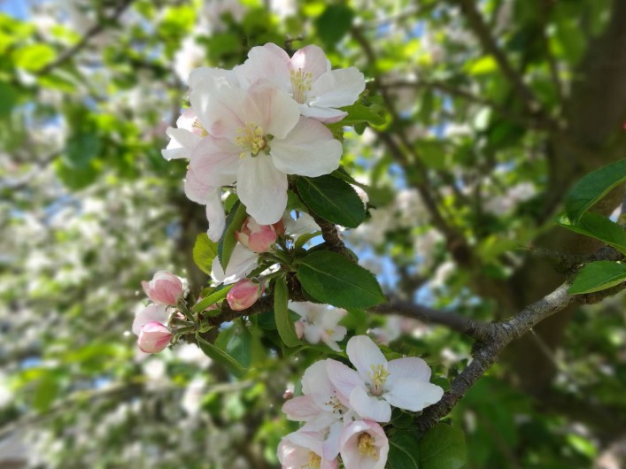 Location de vacances - Gîte à Paluel - Fleurs de pommiers au mois d'avril