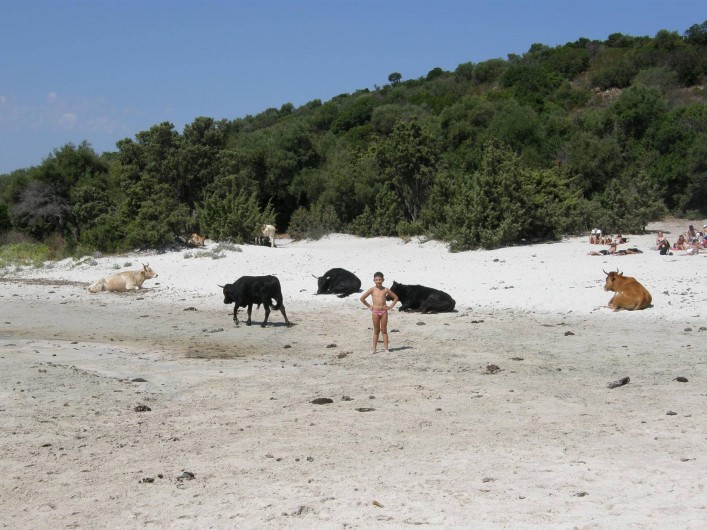 Location de vacances - Maison - Villa à Oletta - La plage de saleccia avec sa faune sauvage