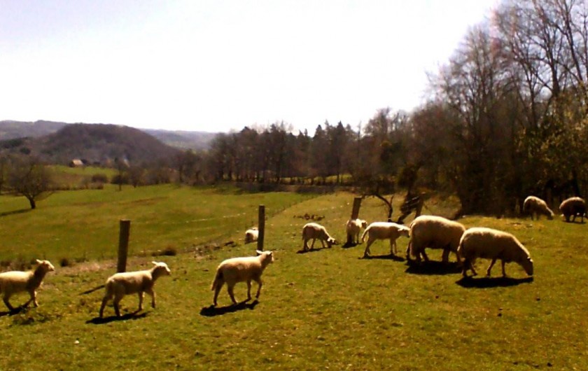 Location de vacances - Gîte à Champagnac - les moutons