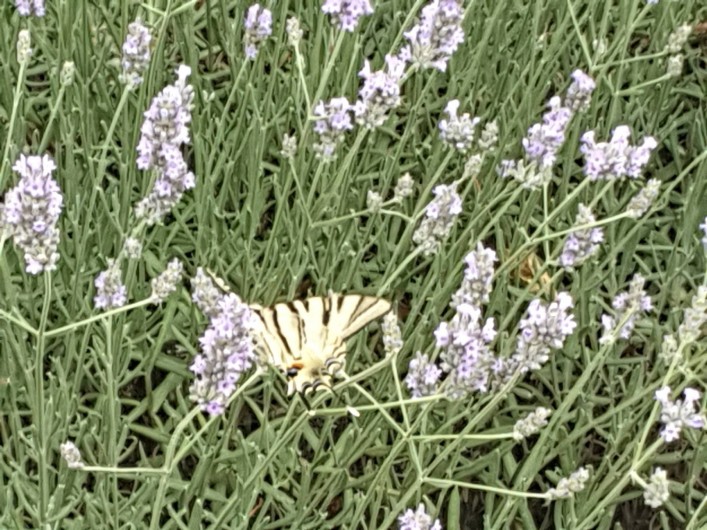 Location de vacances - Gîte à Lherm - Les lavandes et ses papillons