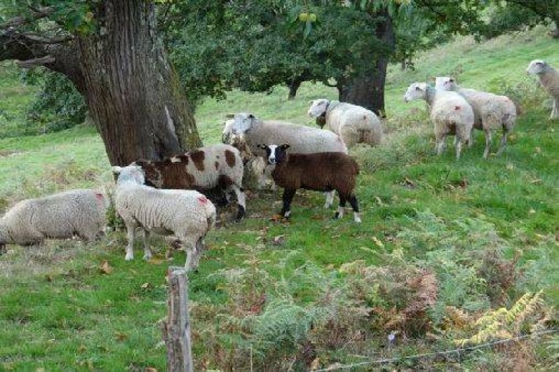 Location de vacances - Maison - Villa à Astugue - Mouton en bordure de la bergerie