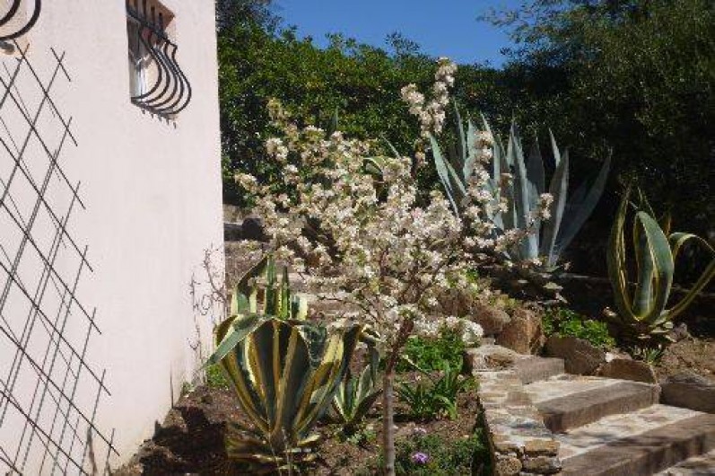 Location de vacances - Maison - Villa à Le Lavandou