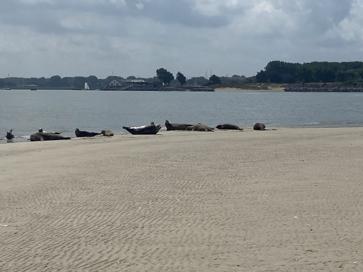 Location de vacances - Studio à Le Touquet-Paris-Plage