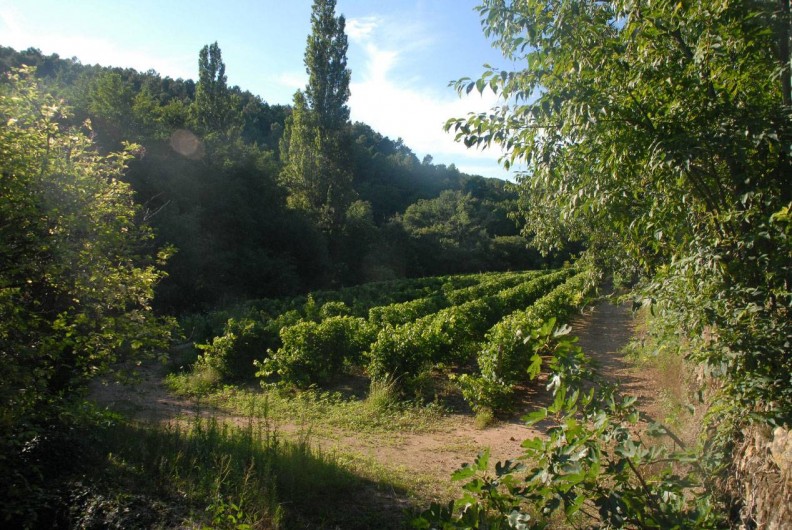 Location de vacances - Maison - Villa à Vinezac - Vignes
