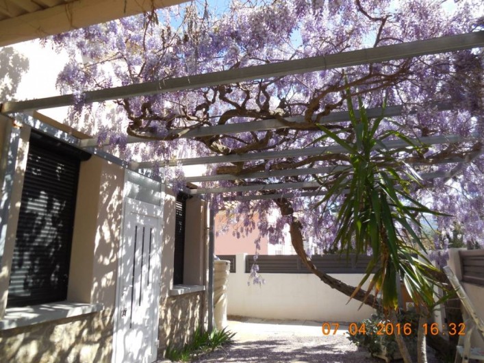 Location de vacances - Villa à Argelès Plage - Floraison magnifique et odorante de la glycine qq grappes ça et la tout l'étè