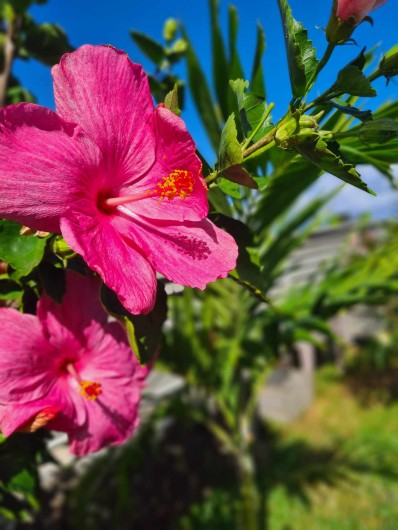 Location de vacances - Bungalow - Mobilhome à L'Étang-Salé - JARDIN ORNE D'HIBISCUS