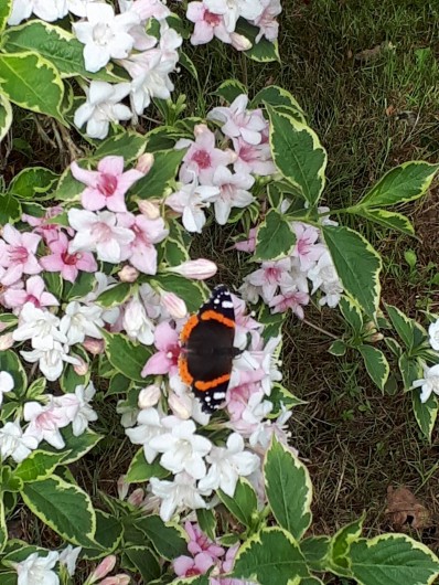 Location de vacances - Chambre d'hôtes à Habas - Nous avons de la chance d'avoir des papillons, des abeilles, vers de terre
