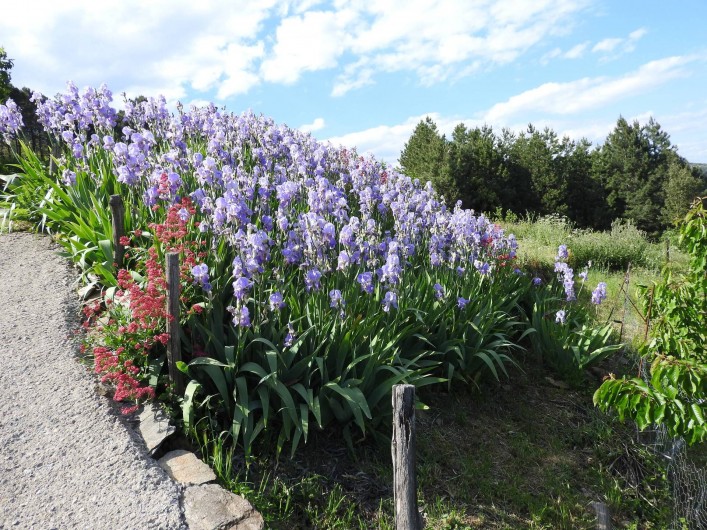 Location de vacances - Gîte à Malbosc - partére d' iris de printemps